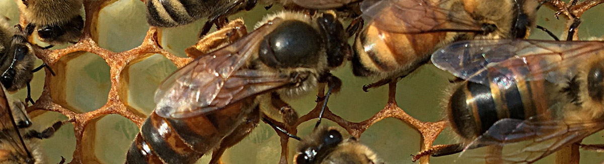 honey bees ohio closeup